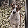 dog, puppy, pet, animal, portrait, standing, outdoor, gravel, rocks, garden, door, glass_door, window, brown_and_white, short_hair, floppy_ears, face, eyes, nose, curious