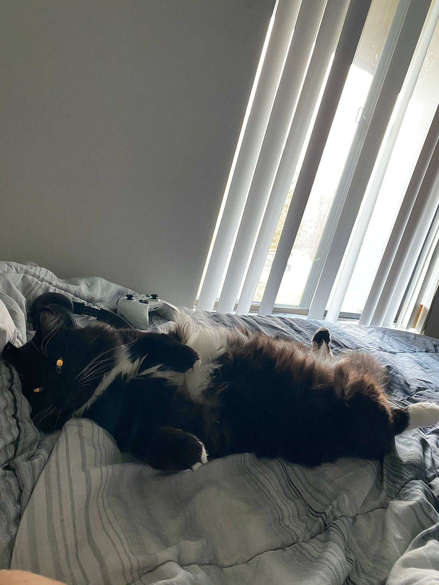 Snow joined the competition — help win amazing prizes! bed, carnivore, cat, comfort, couch, domestic_short_haired_cat, felidae, flooring, fur, grey, hardwood, linens, small_to_medium_sized_cats, snout, tail, textile, tints_and_shades, whiskers, window, wood