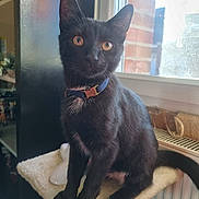 Baguera participe au concours pour gagner de l'argent avec cette photo : black_cat, blue_collar, cozy, curious, domestic_animal, ears, feline, fur, house_pet, indoor, kitten, natural_light, perch, pet, radiator, sitting, tail, whiskers, window, young_cat