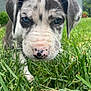 puppy, dog, grass, close_up, outdoor, blue_eyes, nose, curious, young_dog, pet, nature, animal, sniffing, greenery, ears, fur, playful, cute, canine, daylight