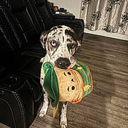 Thor joined the competition — help win amazing prizes! animal, black_leather, blue_eye, brown_eye, curtains, cute, decor, dog, furniture, heterochromia, holding, indoor, leather_chair, living_room, pet, playful, spotted_dog, standing, toy, wooden_floor