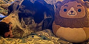 Thor joined the competition — help win amazing prizes! dog, plush_toy, bed, blanket, indoor, pattern, resting, sleepy, stuffed_animal, window, blue_sky, soft_light, animal, closeup, nose, fur, decor, toy, relaxing, cozy