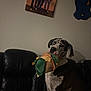 dog, great_dane, plush_toy, couch, leather, indoor, wall_art, knitted_decoration, black_and_white, pet, animal, seated, toy, looking, home, photograph, people_photo, dim_light, background, living_room