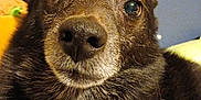 Charlie joined the competition — help win amazing prizes! dog, close_up, black_fur, pet, animal, nose, whiskers, indoor, plush_toy, blue_wall, fur, face, expressive_eyes, portrait, cute, domestic_animal, muzzle, snout, cozy, pet_portrait