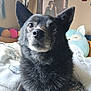 Charlie is registered to the contest to win money with this photo: dog, black_dog, pet, bed, blanket, plush_toy, indoor, cozy, fur, animal, closeup, portrait, cute, soft, resting, looking_up, ears, whiskers, nose, room
