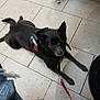 Charlie joined the competition — help win amazing prizes! dog, black_dog, in_training, leash, floor, tile_floor, indoor, pet, small_dog, harness, resting, looking_up, curious, animal, canine, paw, ears, snout, stroller_wheel, denim