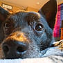 dog, close_up, black_dog, nose, eyes, ears, indoor, room, flag, bed, blanket, cozy, pet, animal, fur, whiskers, resting, portrait, curious, soft_light