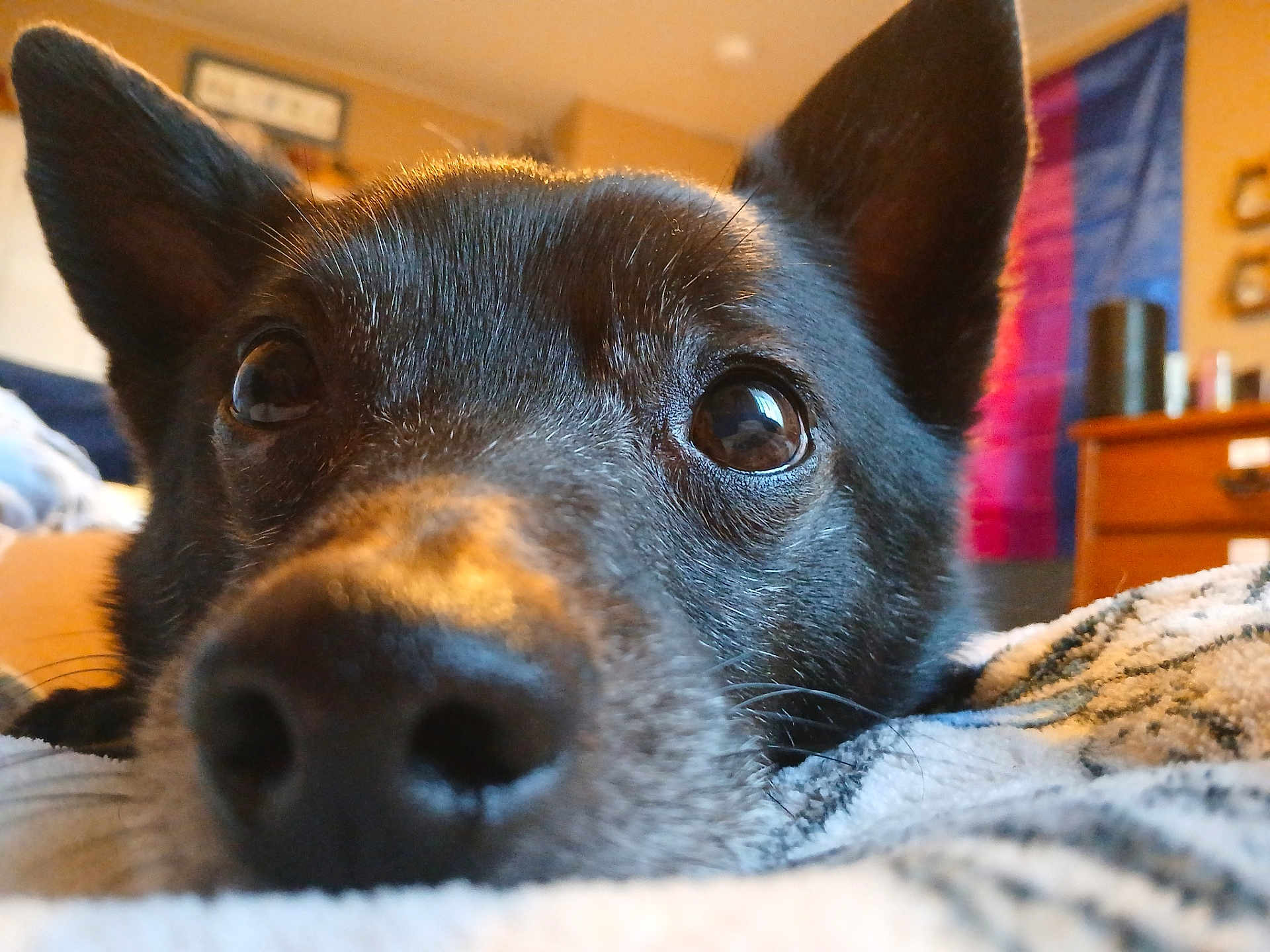 Charlie is registered to the contest to win money with this photo: dog, close_up, black_dog, nose, eyes, ears, indoor, room, flag, bed, blanket, cozy, pet, animal, fur, whiskers, resting, portrait, curious, soft_light