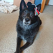 Charlie is registered to the contest to win money with this photo: dog, black_dog, carpet, indoor, knitted_hat, graduation_cap, tassel, crossed_paws, pet, animal, cute, portrait, fur, ears, brown_eyes, home, relaxed, lying_down, decor, wooden_door_frame