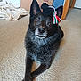 dog, black_dog, carpet, indoor, knitted_hat, graduation_cap, tassel, crossed_paws, pet, animal, cute, portrait, fur, ears, brown_eyes, home, relaxed, lying_down, decor, wooden_door_frame