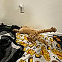 cat, ginger_cat, stretching, blanket, taco_pattern, indoor, wall, outlet, cozy, relaxed, pet, feline, floor, playful, orange_cat, domestic_cat, household, resting, cute, animal