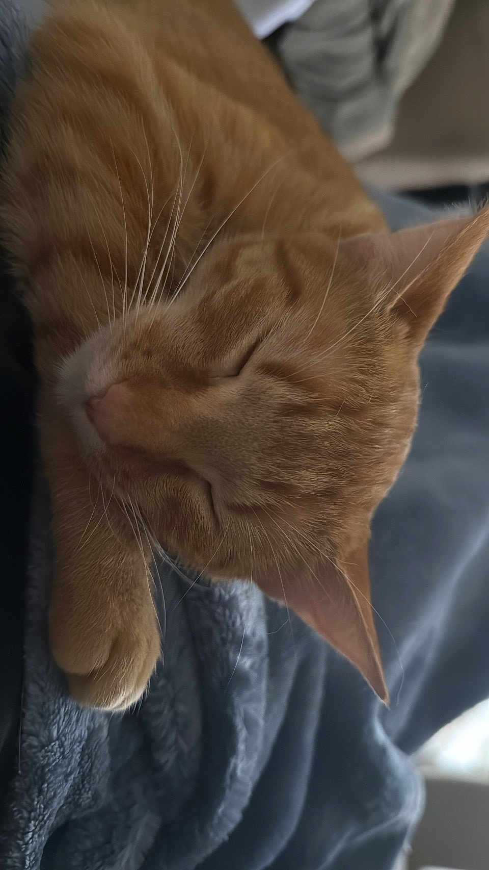 Autum joined the competition — help win amazing prizes! cat, ginger_cat, sleeping, close_up, whiskers, fur, paw, blanket, cozy, relaxed, indoor, pet, cute, nap, feline, ears, soft, texture, domestic_cat, resting