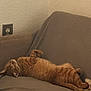 Autum joined the competition — help win amazing prizes! cat, orange_tabby, lounging, couch, indoor, relaxed, pet, feline, fur, sleeping, home, cozy, animal, resting, comfort, domestic, cute, whiskers, paw, tail