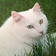 Brandeis is registered to the contest to win money with this photo: