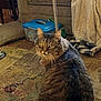 Roger joined the competition — help win amazing prizes! animal, blanket, carpet, cat, container, couch, cozy, curious, domestic, feline, fur, furniture, household, indoor, living_room, patterned, pet, soft_lighting, tabby, whiskers