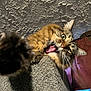 Roger is registered to the contest to win money with this photo: carpet, cat, ceiling, close_up, curtain, cute, ears, feline, fur, home, indoor, light, paw, pet, playful, tabby, textured_ceiling, tongue, whiskers, window