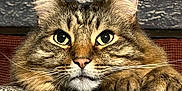 Roger is registered to the contest to win money with this photo: animal, cat, close_up, cozy, cute, domestic, eyes, face, feline, fur, indoor, mammal, paws, pet, portrait, resting, tabby, tabby_cat, texture, whiskers