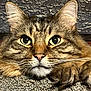 animal, cat, close_up, cozy, cute, domestic, eyes, face, feline, fur, indoor, mammal, paws, pet, portrait, resting, tabby, tabby_cat, texture, whiskers