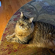 Roger is registered to the contest to win money with this photo: animal, cat, cozy, domestic, ears, eyes, feline, fluffy, fur, home, indoor, lying_down, paws, pet, relaxed, resting, rug, tabby, whiskers, wooden_floor