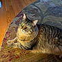 animal, cat, cozy, domestic, ears, eyes, feline, fluffy, fur, home, indoor, lying_down, paws, pet, relaxed, resting, rug, tabby, whiskers, wooden_floor