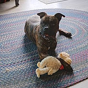 Dozer joined the competition — help win amazing prizes! dog, brindle, plush_toy, rug, indoor, floor, toy, pet, animal, carpet, domestic, cozy, natural_light, relaxed, mammal, home, curious, fur, collar, laying_down