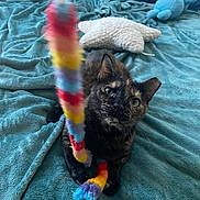 Nym is registered to the contest to win money with this photo: cat, tortoiseshell_cat, toy, colorful_toy, bed, blanket, pillow, plush, indoor, pet, animal, feline, playful, curious, fur, whiskers, ears, claws, closeup, home