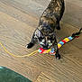 cat, tortoiseshell_cat, pet, playing, toy, feathers, wooden_floor, indoor, animal, feline, looking_up, curious, colorful, playful, whiskers, ears, tail, claws, floor, domestic_animal