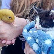 Jack is registered to the contest to win money with this photo: duckling, kitten, blue_blanket, polka_dots, hand, person, animal, cute, young_animal, furry, outdoor, closeup, pet, yellow, black_and_white, fluffy, soft_texture, curious, gentle, holding