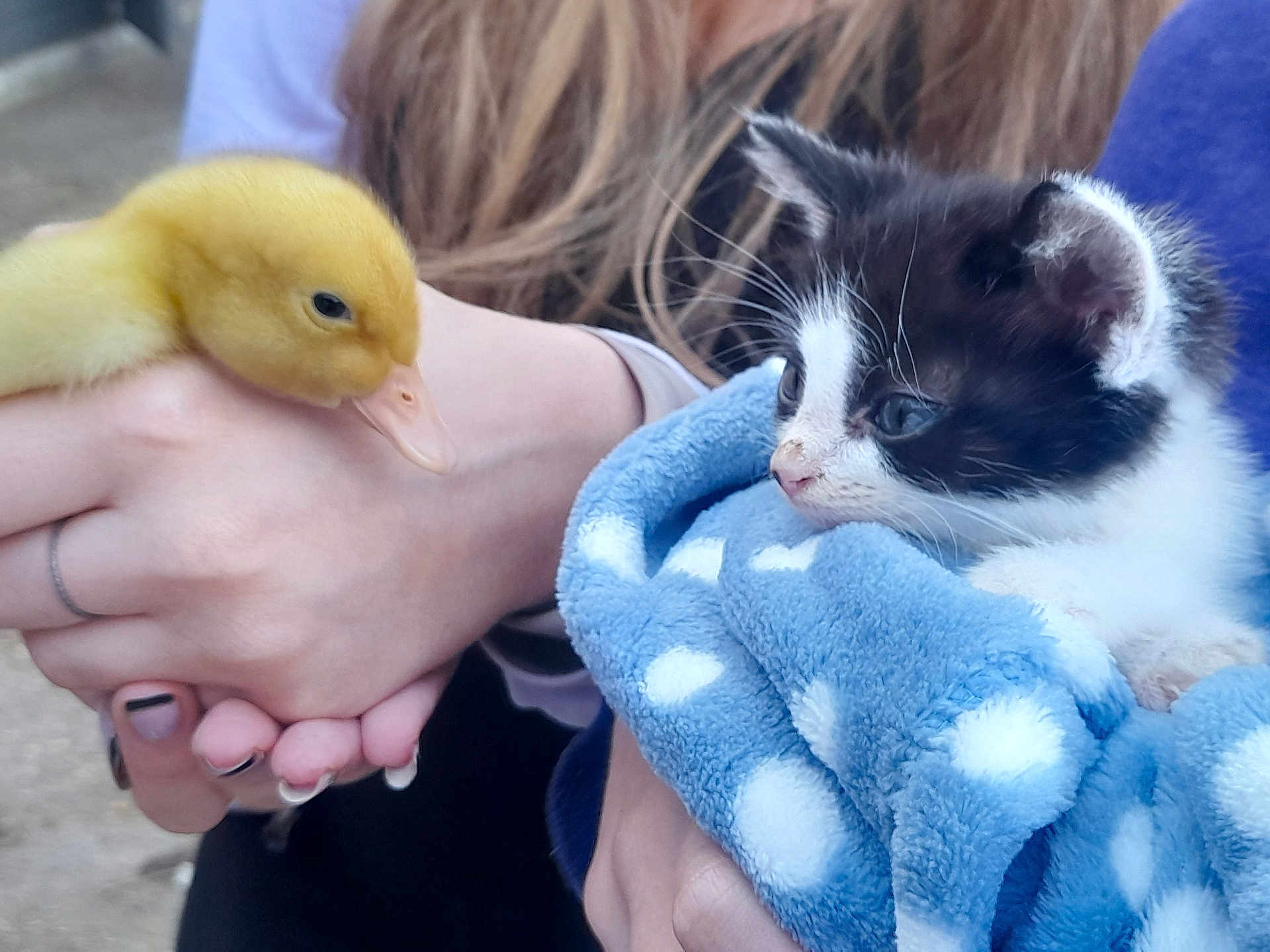 Jack is registered to the contest to win money with this photo: duckling, kitten, blue_blanket, polka_dots, hand, person, animal, cute, young_animal, furry, outdoor, closeup, pet, yellow, black_and_white, fluffy, soft_texture, curious, gentle, holding