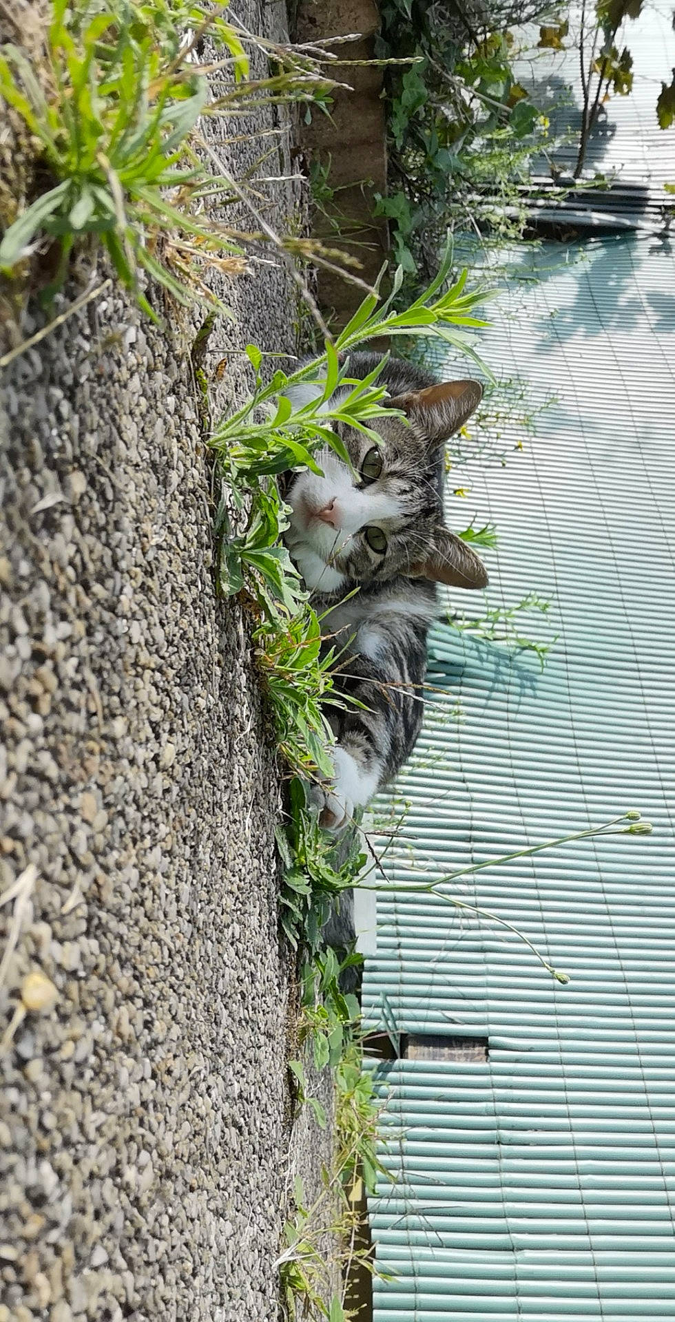 Bibiche a rejoint le concours — aidez-le/la à gagner de superbes lots ! branch, fawn, plant, tree, trunk, twig