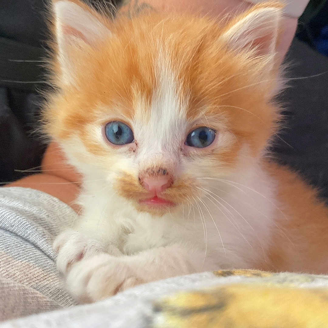 Sunny Garfield is registered to the contest to win money with this photo: abyssinian, angora, animal, blanket, cat, couch, furniture, kitten, manx, pet, siamese