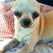 Françoise De Vreese a rejoint le concours — aidez-le/la à gagner de superbes lots ! dog, chihuahua, pet, close_up, animal, fur, face, paw, resting, indoor, cushion, fabric, pattern, small_dog, light, expression, cute, mammal, whiskers, nose