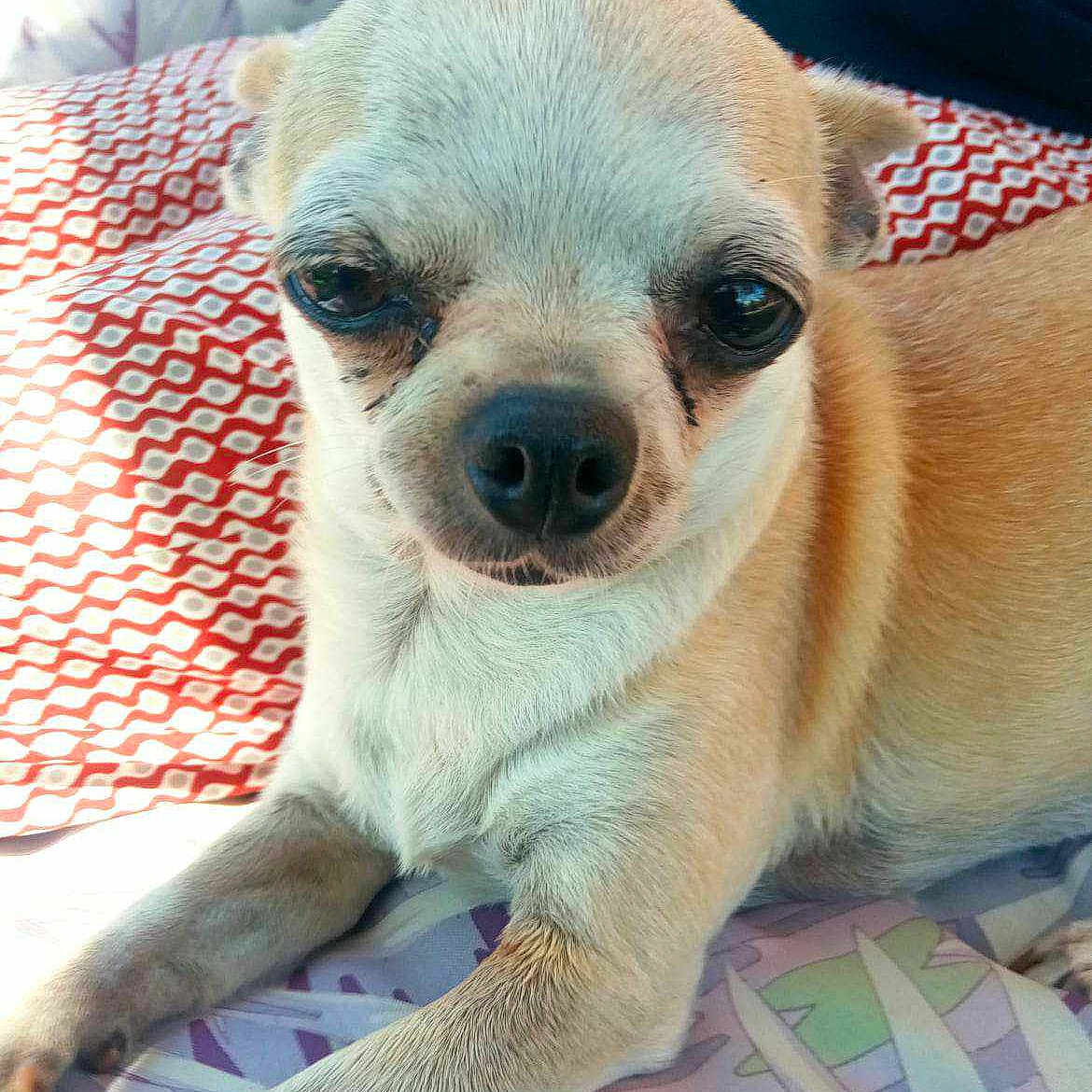 Françoise De Vreese a rejoint le concours — aidez-le/la à gagner de superbes lots ! animal, chihuahua, close_up, cushion, cute, dog, expression, fabric, face, fur, indoor, light, mammal, nose, pattern, paw, pet, resting, small_dog, whiskers