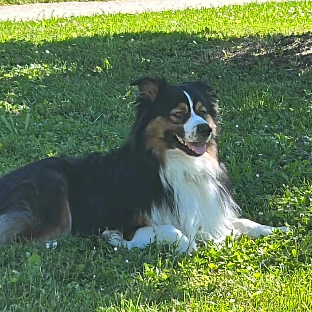 Simba