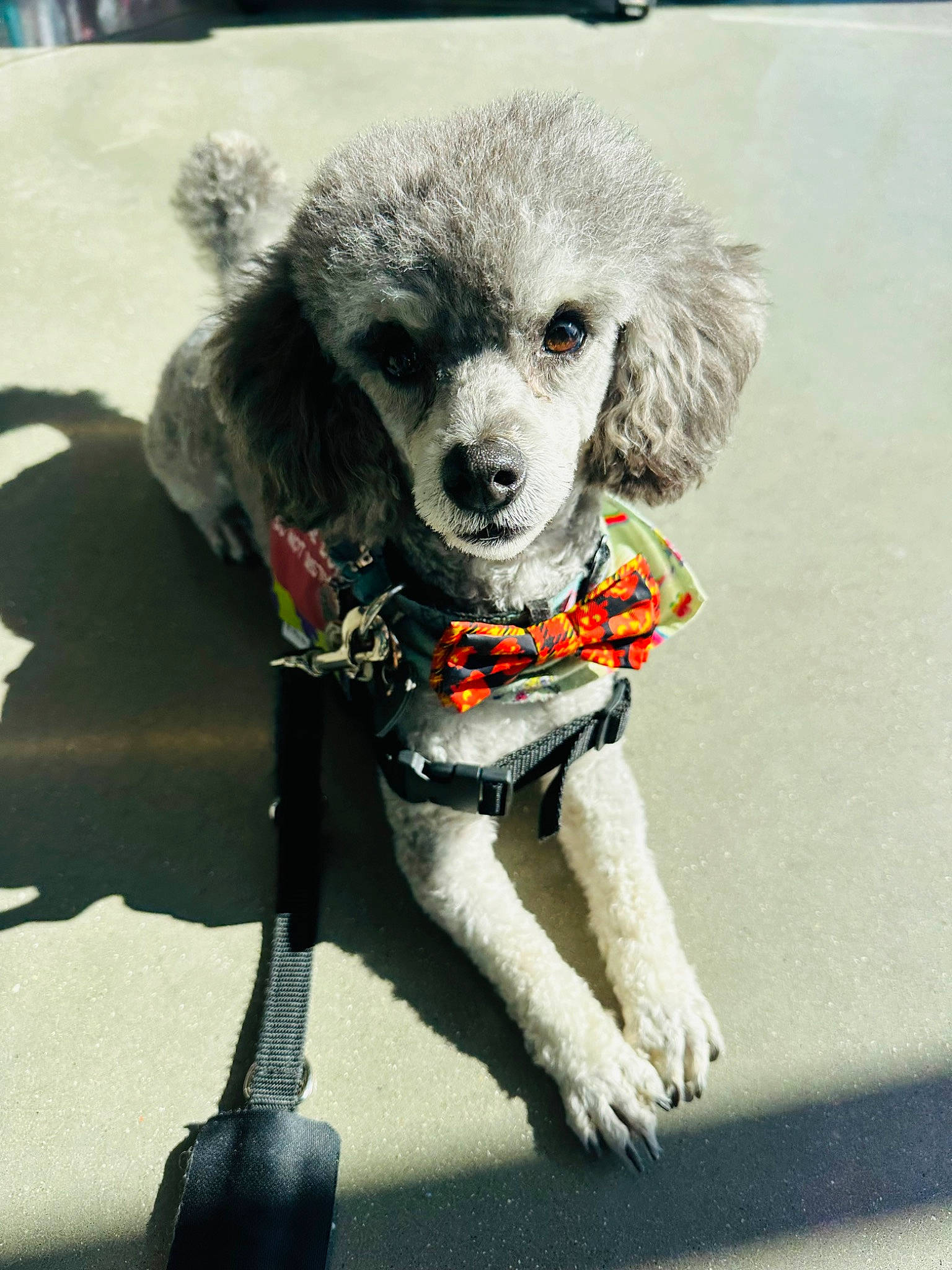 Bentley is registered to the contest to win money with this photo: canidae, carnivore, collar, companion_dog, dog, dog_breed, dog_clothes, dog_collar, dog_supply, fawn, fur, hair, head, leash, pet_supply, snout, sporting_group, toy_dog, whiskers, working_animal
