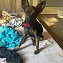 animal, bed, black_and_brown, clothes, collar, curious, dog, ears, floor, indoor, light, looking, messy, pet, puppy, small, tissue, window, wood_floor, young
