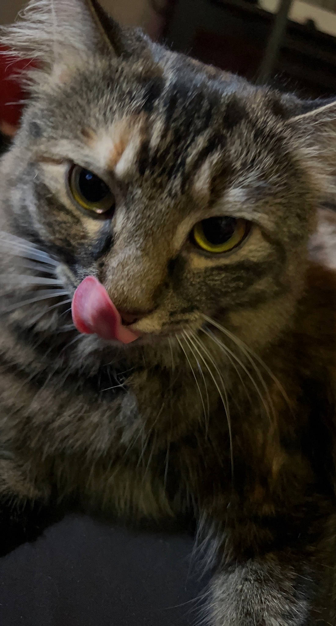 Charm is registered to the contest to win money with this photo: carnivore, cat, close_up, domestic_short_haired_cat, eye, felidae, fur, iris, small_to_medium_sized_cats, snout, terrestrial_animal, whiskers, wildlife