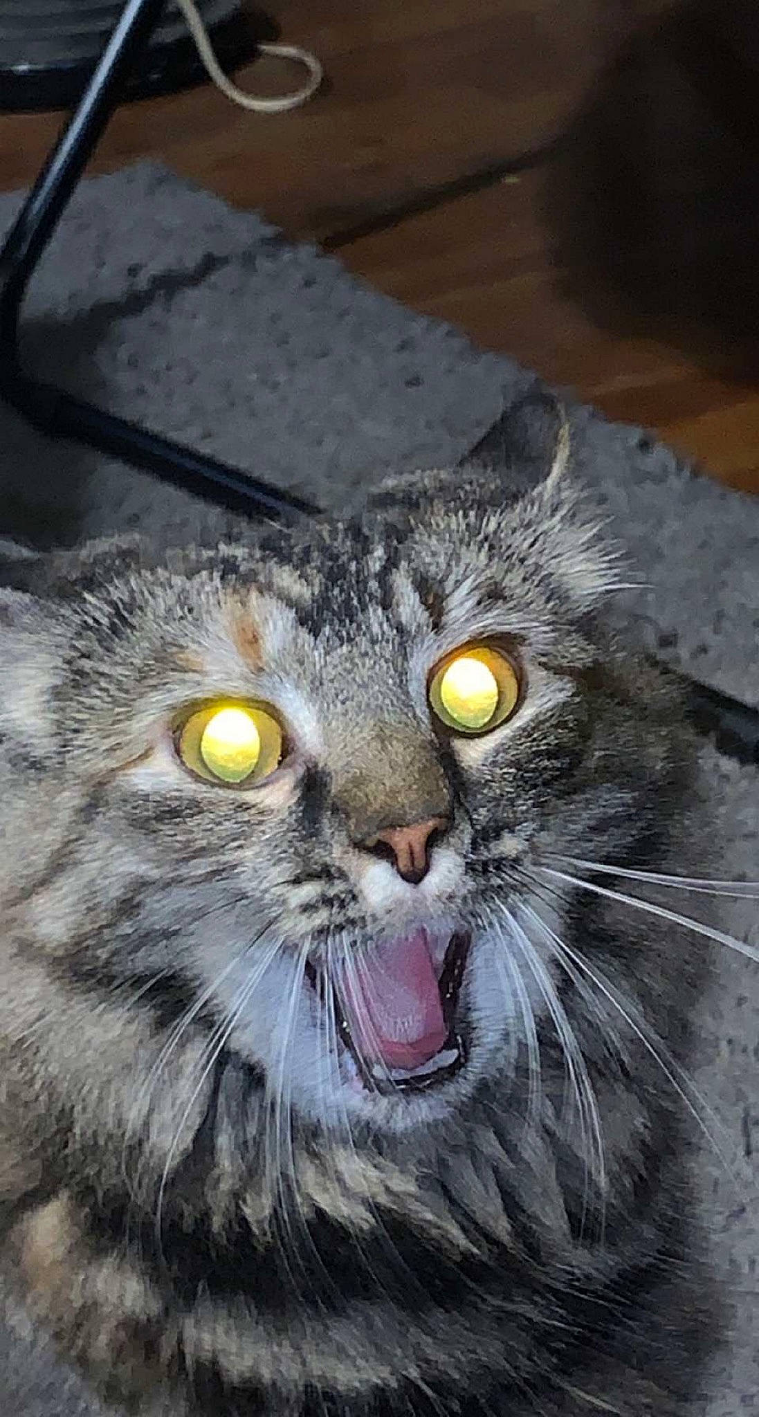 Charm is registered to the contest to win money with this photo: art, carnivore, cat, domestic_short_haired_cat, fang, felidae, fur, grey, photo_caption, small_to_medium_sized_cats, snout, terrestrial_animal, tooth, whiskers, wildlife