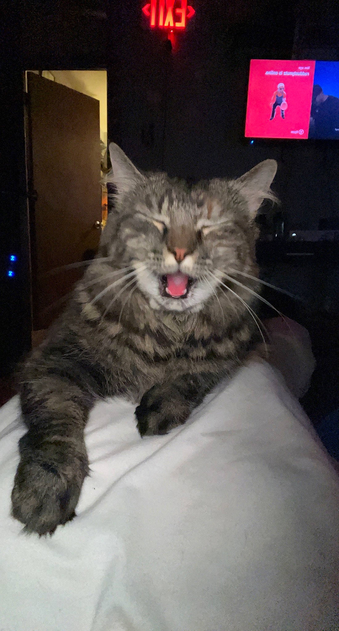 Charm joined the competition — help win amazing prizes! bed, carnivore, cat, claw, comfort, domestic_short_haired_cat, felidae, fur, maine_coon, paw, small_to_medium_sized_cats, snout, tail, terrestrial_animal, whiskers