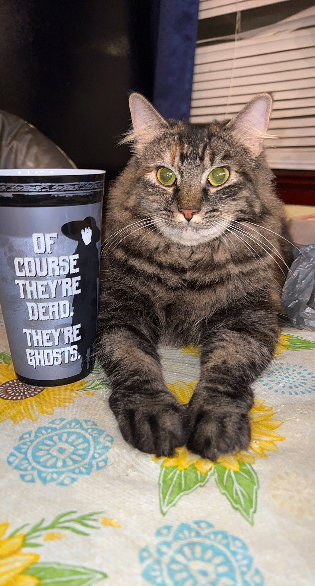 Charm is registered to the contest to win money with this photo: box, carnivore, cat, claw, domestic_short_haired_cat, drinkware, felidae, fur, paw, puzzle, small_to_medium_sized_cats, snout, tail, whiskers, wildlife