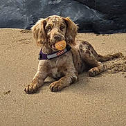 Cookie is registered to the contest to win money with this photo: dog, beach, sand, tennis_ball, animal, pet, outdoor, relaxed, lying_down, rock, water, collar, playful, canine, nature, daylight, fur, muzzle, paws, shore
