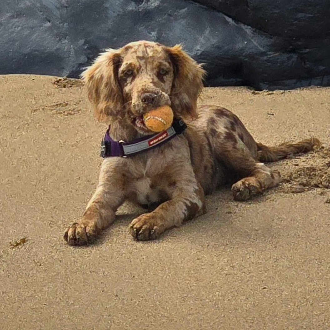 Cookie is registered to the contest to win money with this photo: animal, beach, canine, collar, daylight, dog, fur, lying_down, muzzle, nature, outdoor, paws, pet, playful, relaxed, rock, sand, shore, tennis_ball, water