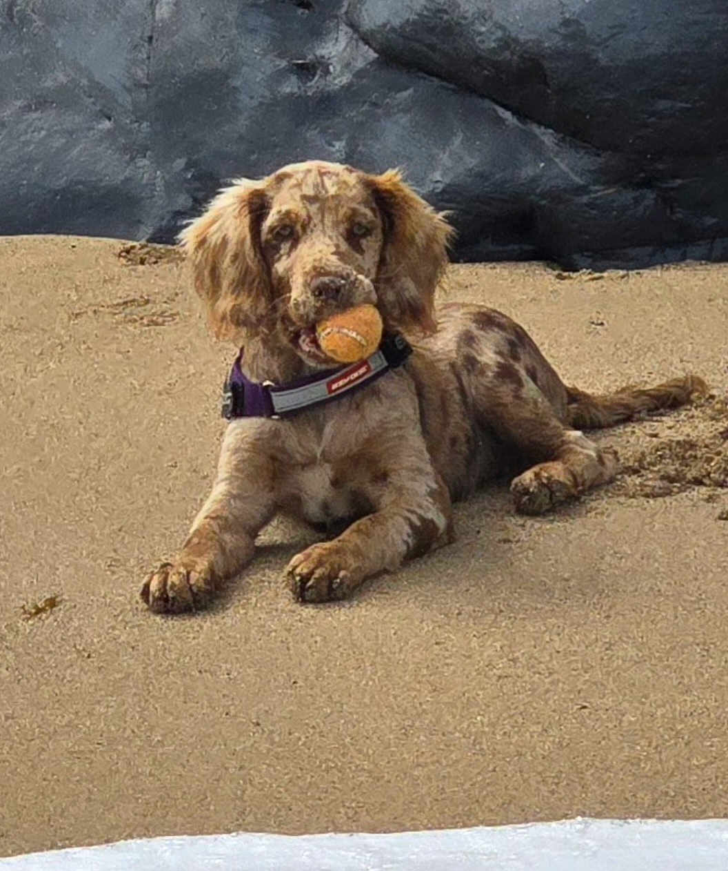 Cookie is registered to the contest to win money with this photo: dog, beach, sand, tennis_ball, animal, pet, outdoor, relaxed, lying_down, rock, water, collar, playful, canine, nature, daylight, fur, muzzle, paws, shore