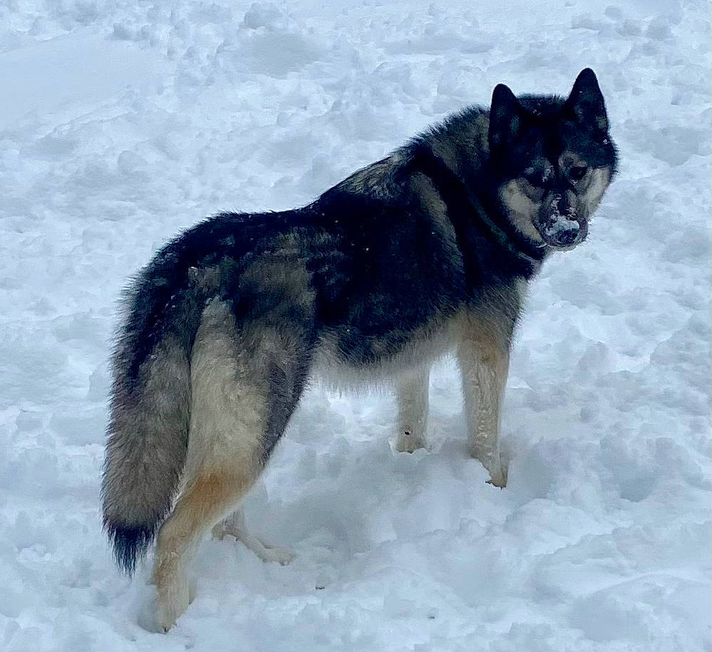 Jazzy joined the competition — help win amazing prizes! art, canidae, canis, canis_lupus_tundrarum, carnivore, dog, dog_breed, fur, siberian_husky, sled_dog, snout, snow, sporting_group, tail, terrestrial_animal, wildlife, winter, wolf, working_animal, working_dog
