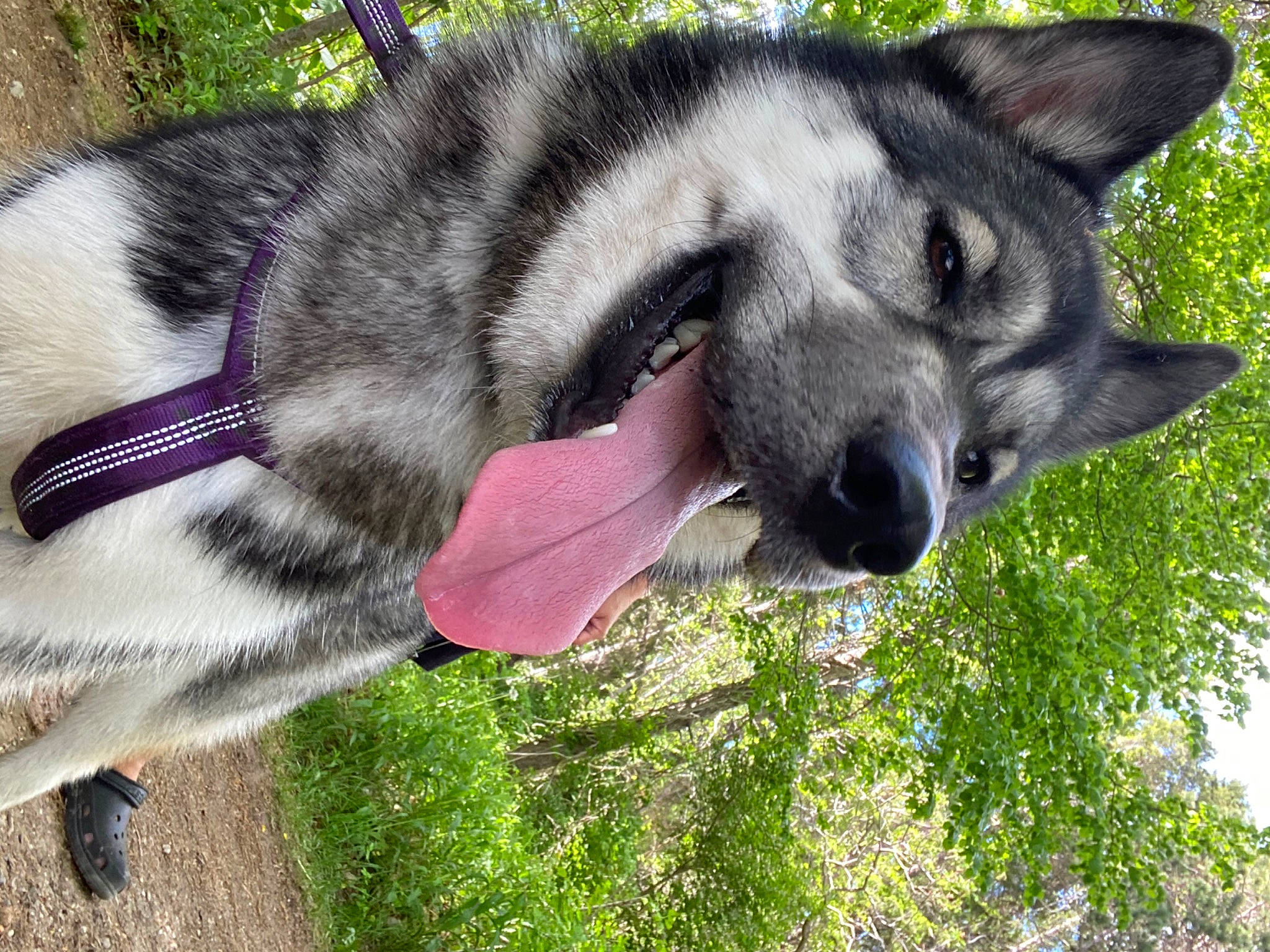 Jazzy joined the competition — help win amazing prizes! ancient_dog_breeds, canidae, canis, carnivore, dog, dog_breed, eye, fur, grass, non_sporting_group, plant, sled_dog, snout, sporting_group, terrestrial_animal, tree, wildlife, wolf, working_animal, working_dog
