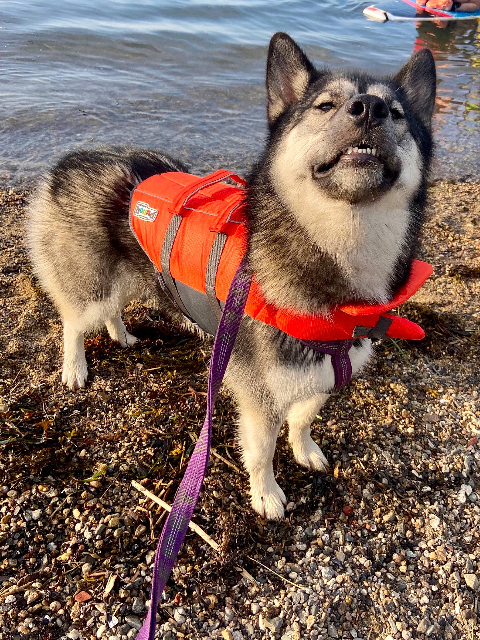 Jazzy joined the competition — help win amazing prizes! canidae, canis, carnivore, collar, companion_dog, dog, dog_breed, dog_collar, fashion_accessory, fawn, fur, grass, leash, siberian_husky, sled_dog, snout, sporting_group, tail, water, working_animal