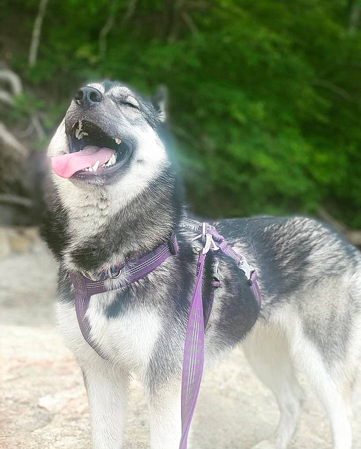 Jazzy joined the competition — help win amazing prizes! carnivore, collar, companion_dog, dog, dog_breed, dog_collar, dog_supply, fawn, grass, leash, non_sporting_group, pet_supply, plant, sled_dog, snout, sporting_group, terrestrial_animal, whiskers, working_animal, working_dog