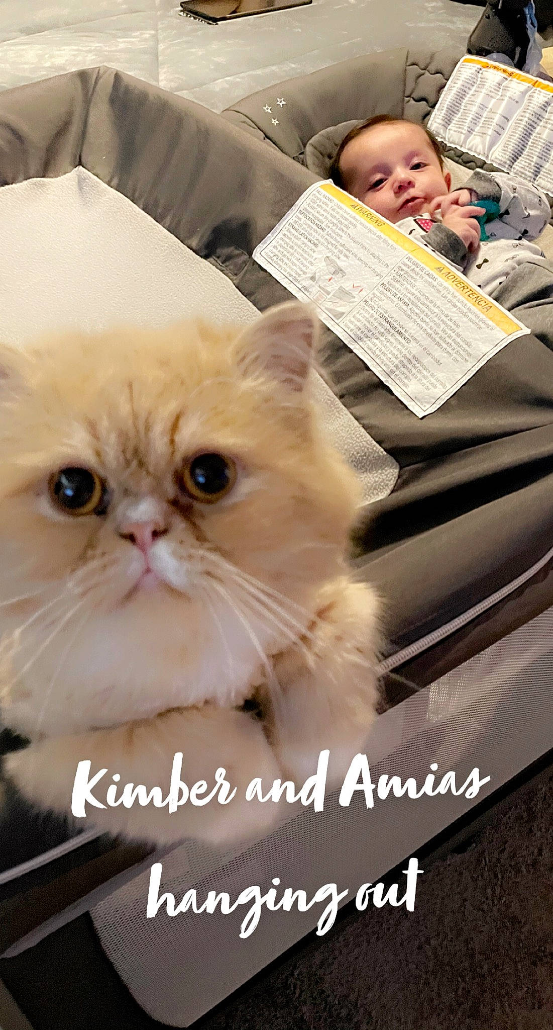 Amias is registered to the contest to win money with this photo: advertising, art, carnivore, cat, event, felidae, font, fur, happy, persian, person, photo_caption, photograph, photography, small_to_medium_sized_cats, snapshot, snout, toddler, whiskers