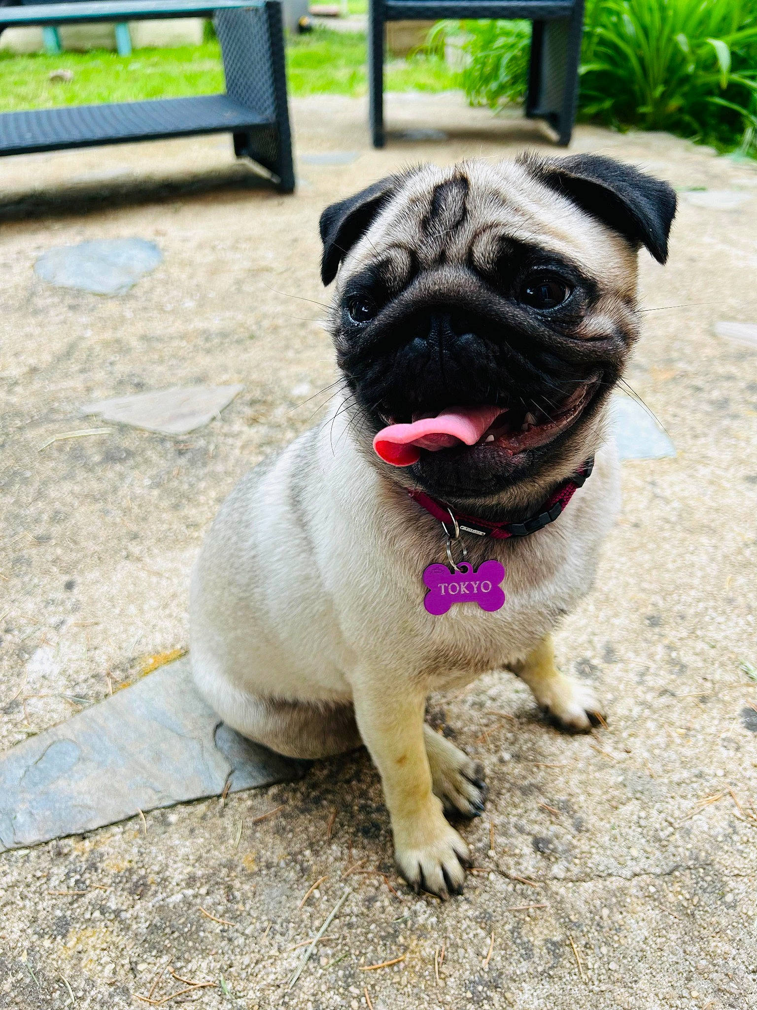 Tokyo a rejoint le concours — aidez-le/la à gagner de superbes lots ! asphalt, canidae, carnivore, collar, companion_dog, dog, dog_breed, dog_collar, fawn, grass, leash, plant, pug, road_surface, snout, sporting_group, terrestrial_animal, toy_dog, working_animal, wrinkle