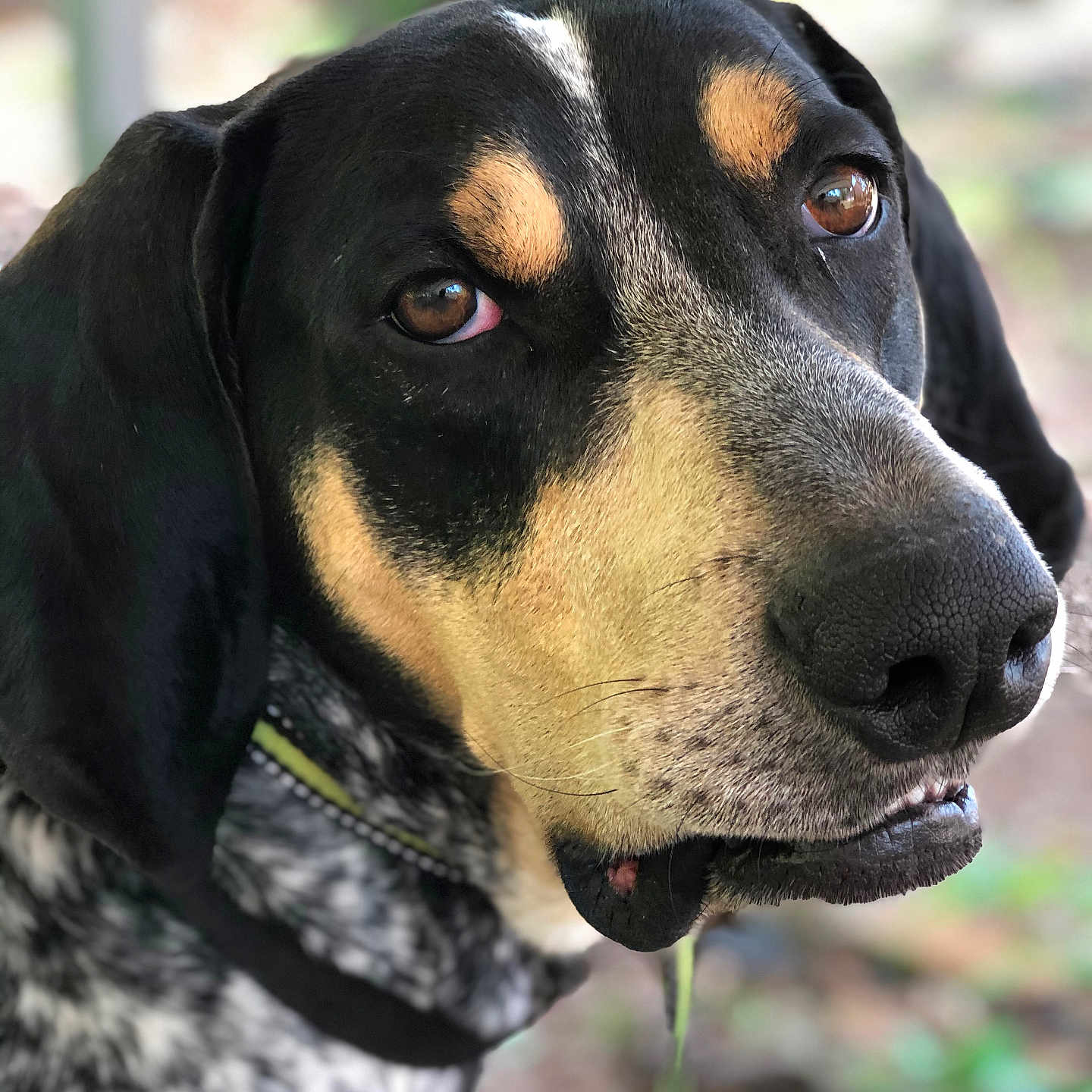 Gus joined the competition — help win amazing prizes! dog, close_up, portrait, brown_eyes, black_fur, tan_fur, white_fur, outdoor, nature, pet, animal, canine, face, fur_pattern, looking, collar, whiskers, snout, ears, expression